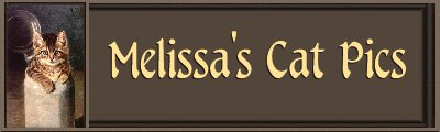Melissa's Cat Pics Banner
